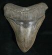 High Quality Lower Megalodon Tooth #5196-1